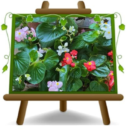 EURO PLANTS VIVAI Begonia Bolivensis Big (Gigante) 10 Piante su Vaso da 14 cm