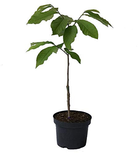 Paw Paw Indianerbanane Asimina triloba veredelte Sorte Davis ca. 40-60 cm im 1 Liter Topf