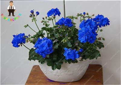 Sumpf frisch 80 PCS Geranie Blumensamen zum Pflanzen von Blau 1: Only seeds