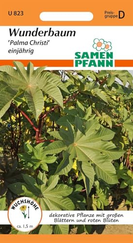 SAMEN PFANN® Wunderbaum (Ricinus), Palma Christi - Blumen-Samen Saatgut Samen (Ricinus communis)