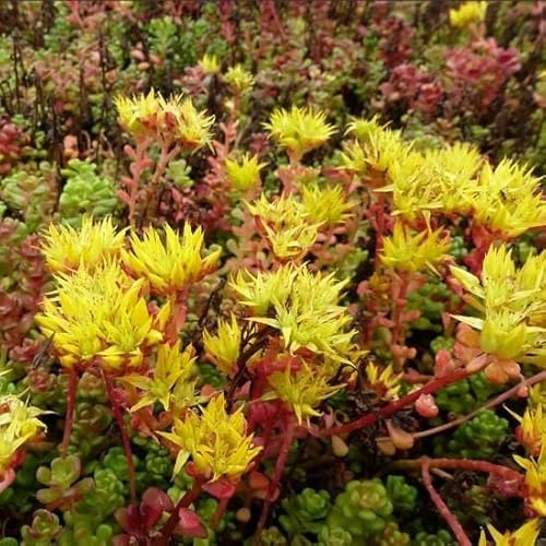 6x Hierba Grasa - Sedum orégano - Olla de 9x9 cm - Planta que cubre el suelo