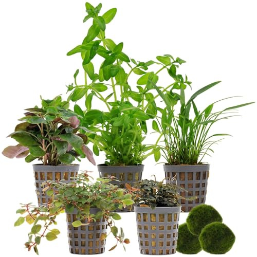 Aquasabi Aquariumpflanzenset 30 L Farbig Einfach Nr.04-5 Aquarium Pflanzen + 3 Mooskugeln - Lobelia Bucephalandra Cryptocoryne Bacopa Ludwigia