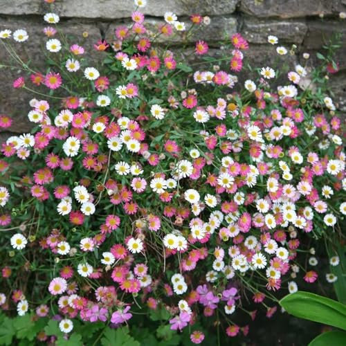 600 piezas Semillas de margarita española, flores para balcon, semillas organicas,Erigeron karvinskianus, semillas de flores, semillas de plantas de interior semillas de flores, jardín