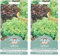 Mr Fothergill's 17329 Vegetable Seeds, Lettuce Salad Bowl Red & Green Mixed, red/Green (Pack of 2)
