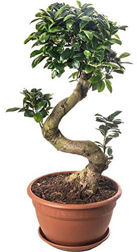 Ficus Ginseng Bonsai Baum, hohe Zimmerpflanze, exotischer großer Baum für Ihr Zuhause.
