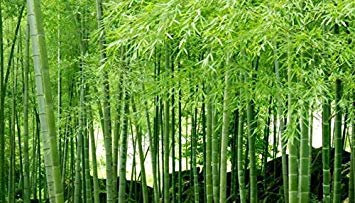 vegherb 100 graines de Moso Bambou Graines Phyllostachys pubescens géant Bambou