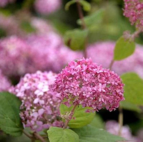 Ballhortensie Pink Annabelle 60-80cm - Hydrangea arborescens