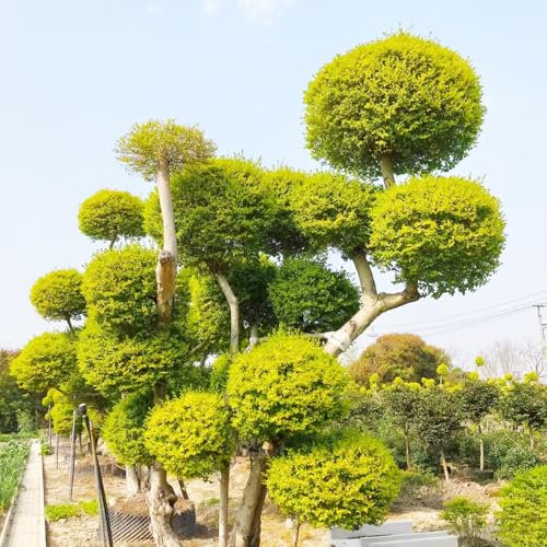 semi di ligustro - bonsai - Piante rare - semi da giardino piante verdi piante esotiche resistenti piante resistenti da balcone erbe aromatiche in vaso piante 500pcs
