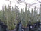 gruenwaren jakubik Rosmarin Rosmarin Officinalis 50-60 cm Höhe, XL Busch Ø 20-30 cm, stehend, winterhart Kräuter