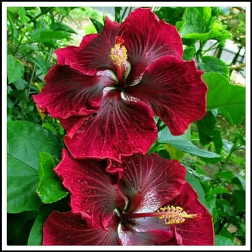 Hibiscus Pflanzen zwiebeln,Hibiscus Pflanzen,winterharte pflanzen,die das ganze Jahr über blühen,mehrjährige krautige Pflanzen,hibiskus pflanzen(kältebeständig,nicht künstlich)-1zwiebeln-D