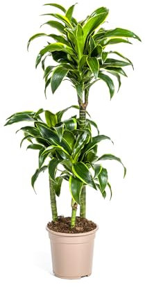 Dracaena Deremensis Dorado - 100-120cm - Ø21cm - Plante d'intérieur - Vert persistant