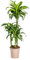 Dracaena Deremensis Dorado - 100-120cm - Ø21cm - Plante d'intérieur - Vert persistant