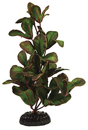 LUdwigia Green Silk Like Plant 50cm by KenKoi