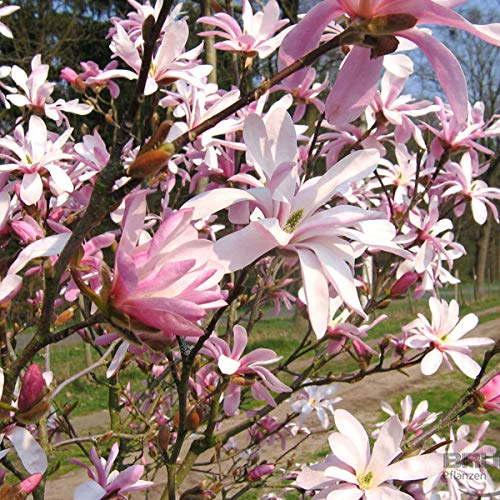 Magnolie 'Leonard Messel' - Magnolia Loebneri 'Leonard Messel' - 50-60 cm Topf - Zartrosa Blüten und schlanker Wuchs
