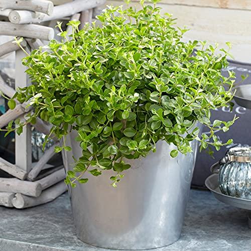 Peperomia rotundifolia | Trailing Jade Piccola Pianta da Interno | 10-15cm (Incl. Vaso)
