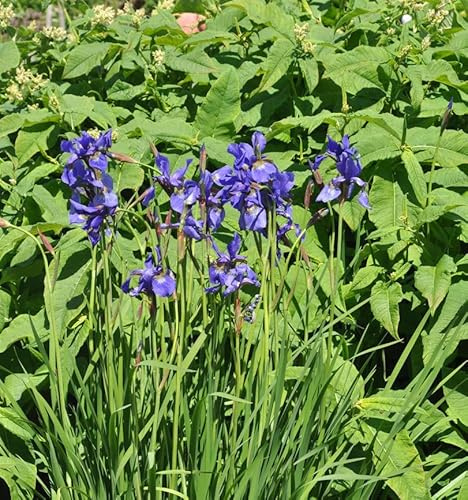 Sibirische Schwertlilie Dreaming Spires - Iris sibirica - lebende Gartenpflanze aus den Baumschulen