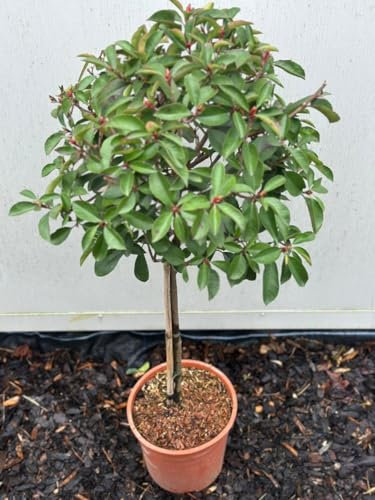 Photinia Red Robin 1/4 Standard Tree