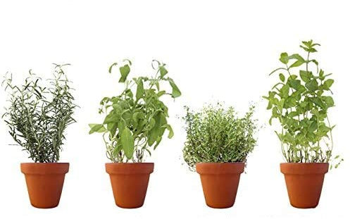 PACK 4 AROMÁTICAS 2: 1 ROMERO, 1 SALVIA, 1 TOMILLO Y 1 HIERBABUENA. ¡¡¡ PLANTAS AROMÁTICAS NATURALES ¡¡¡ altura: 30 cm cada una aproximado, contenedor 12-14 cm. ENVIOS SOLO PENINSULA
