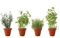 PACK 4 AROMÁTICAS 2: 1 ROMERO, 1 SALVIA, 1 TOMILLO Y 1 HIERBABUENA. ¡¡¡ PLANTAS AROMÁTICAS NATURALES ¡¡¡ altura: 30 cm cada una aproximado, contenedor 12-14 cm. ENVIOS SOLO PENINSULA