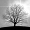 Ambiente Serviette Lunch - Mourning Tree - Trauerbaum - Trauerserviette 33x33cm 20Stk/Packung