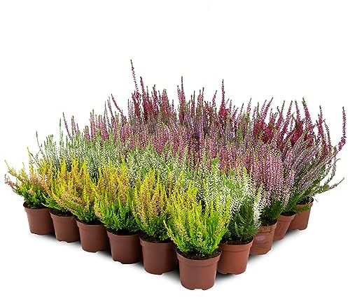 Erica Brugo Calluna Vulgaris Piante in vaso – Resistente – Miscela di colori (30 pezzi/5 colori)