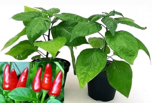 POWERS TO FLOWERS - PEPERONCINO PICCANTE CALABRESE, 2 PIANTE, Vaso 10cm, piante vere
