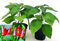 POWERS TO FLOWERS - PEPERONCINO PICCANTE CALABRESE, 2 PIANTE, Vaso 10cm, piante vere