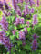 Agastache rugosa Blue Boa - Garten-Duftnessel - Mexikonessel Stückzahl Rabatt 3er-Paket