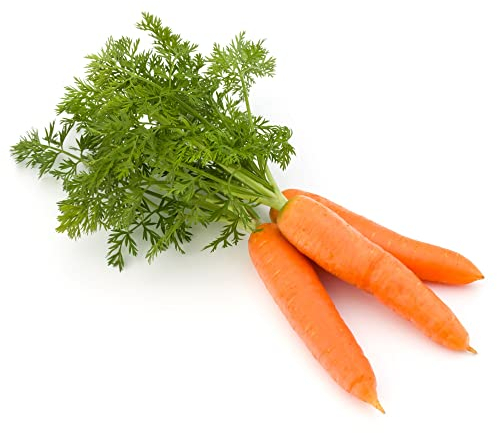 Vegetable Plants, Carrot 'Chantenay', 6 x Plug Plant Pack - 18+ Individual Plants, Carrot Plants, Garden Veg, Garden Ready and Ready to Plant, Premium Quality Veg
