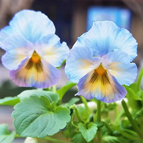 StiefmüTterchen Pflanzen Winterhart Samen,Blau Blumen Herbstbepflanzung FüR Den Balkon Geschenk Garten Stauden Blumensamen MehrjäHrig Winterhart Bodendecker KräUter Samen 80stüCk