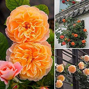 Etsynet Nuovo Bella Arancione Rosa rampicante 60 grani