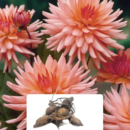 1 Dahlia Cactus 'Preference' – Stunning Peach-Orange Flowers – Perfect for Borders & Pathways – Summer-Flowering Perennial Bulb – Thrives in UK Climate Conditions