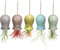 Mimeela Confezione da 5 supporti per piante ad aria, in ceramica, da appendere, decorazione da parete per casa e ufficio (S, 5,1 x 8,1 cm)