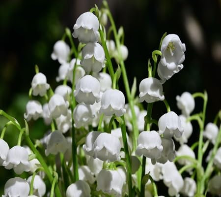 60 Pieces Lily of the Valley Flower Seeds