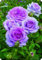 Rosenzwiebeln, Kletterpflanzen,Duftende Blumen, Im Freien,Geeignet FüR TöPfe,Winterharte Staude,Rosen,Rosen Pflanzen Winterhart-1zwiebeln-C