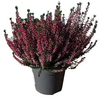 Brezo Natural Rosa - Planta de Poco Riego Exterior y Resistente