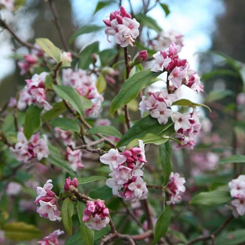 Plant Theory Jacqueline Postill Daphne Daphne Bholua Shrub Plant 2L Pot