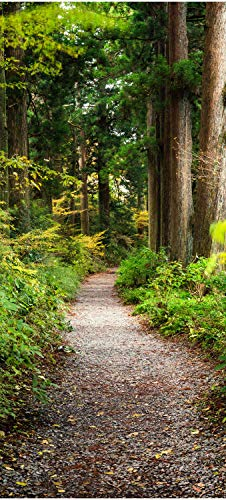 wandmotiv24 Türtapete Wander-Weg in altem Wald, Bäume, Natur 70 x 200cm (B x H) - Dekorfolie selbstklebend Sticker für Türen, Türfolie, Aufkleber, M1131