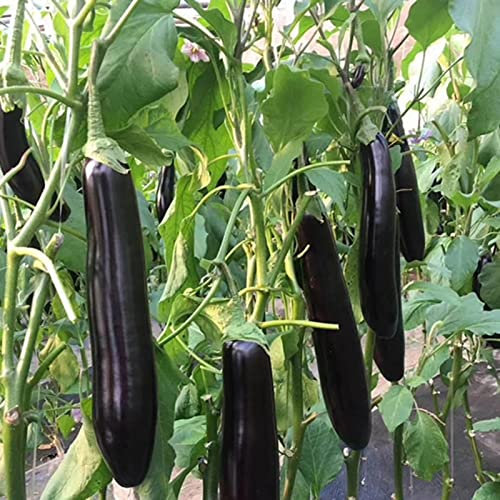 Saterkali Semi di melanzana viola, 200 Pz/borsa Semi di melanzana viola A basso contenuto di grassi Melanzana lunga Semi di melanzana viola lunga dritta per giardino Semi Di Melanzane