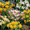 Narzissen zwiebeln,winterharte pflanzen,Stauden, frühlingsblühende Blumenzwiebeln,gefüllte Blumenzwiebeln,narzissen knollen(keine Samen, nicht künstlich, duftend)-6zwiebeln-D
