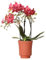 Kolibri Orchidées | Orchidée Phalaenopsis rouge - Congo + pot décoratif rétro terre cuite - taille du pot Ø9cm - 40cm de haut | Plante d'intérieur à fleurs dans un pot de fleurs - Frais du producteur