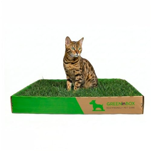 GreenInBox® Special CAT - Zolla per Gatti in vera erba - Prato Naturale con Erba dei Gatti, 60x40 cm
