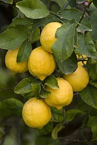 ALBERO DI LIMONE FEMMINELLO SIRACUSANO IN FITOCELLA O VASO 18/20 CM
