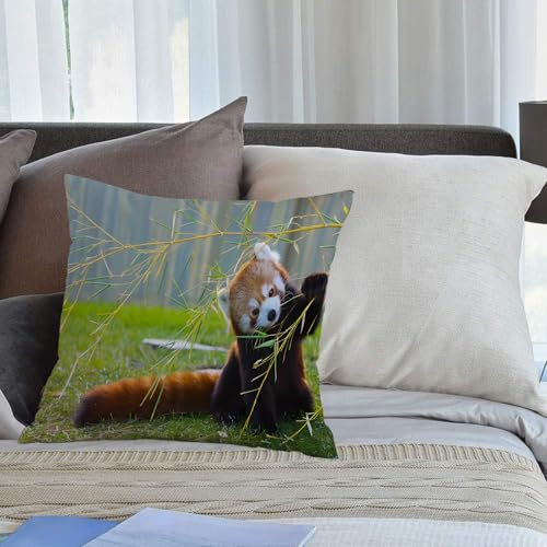 KHWEJ Kissenbezüge 45x45 cm,Der Panda Roter oder Kleiner Panda,Zierkissenbezug Cushion Cover Couch Wohnzimmer Außenbereich Deko