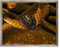 arte-tuo Bilderrahmen Saphir 40x60 cm Vintage Metal mit klarem Kunstglas für Poster Puzzle Diamond Painting