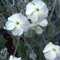 50 White Lychnis Coronaria Alba (White Rose Campion/Evening Lychnis/Silene/White Cockle) Flower Seeds: Only Seeds