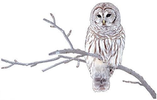 1art1 Eulen Streifenkauz Auf Einem AST Wand-Tattoo | Deko Wandaufkleber für Wohnzimmer Kinderzimmer Küche Bad Flur | Wandsticker für Tür Wand Möbel/Schrank 65x45 cm