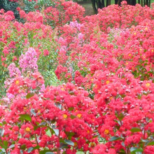 50 pcs Kreppmyrte samen - dekoration wohnzimmer saat blumenwiese balkon deko blumendeko balkon blumen pflanztöpfe bienenfreundliche blumensamen winterfeste pflanzen für balkon bonsai