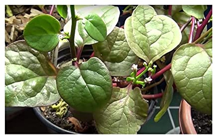 Stk - 10x Basella alba var. Rubra Malabar Spinat Gemüse Garten Pflanzen - Samen ID274 - Seeds & Plants Shop by Ipsa