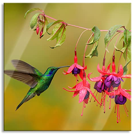 Pixxprint Glasbild, Wandbild auf Echtglas, Kolibri trinkt vom Blütennektar, 60x60 cm, inkl. Aufhängung und Abstandshalter
